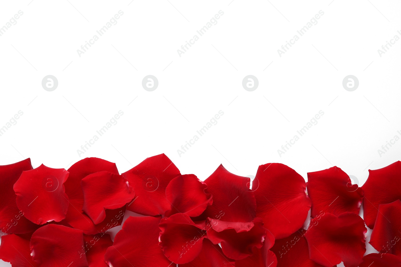 Photo of Beautiful red rose petals on white background, top view