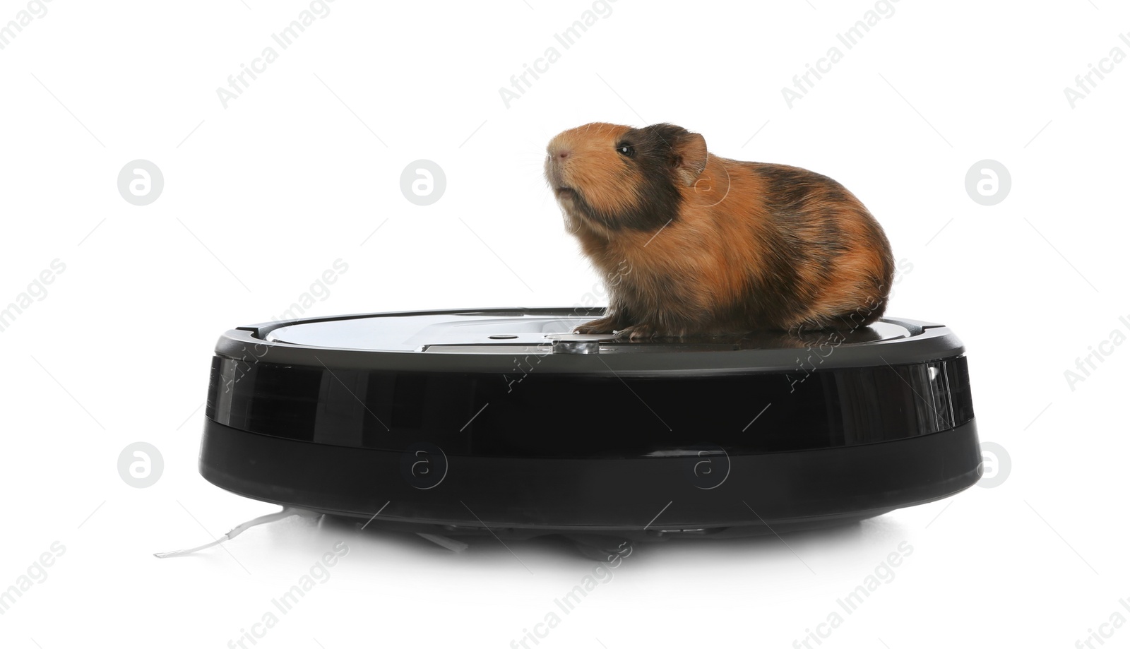 Photo of Modern robotic vacuum cleaner and guinea pig on white background