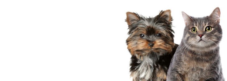 Cute Yorkshire terrier puppy and gray tabby cat on white background. Banner design with space for text