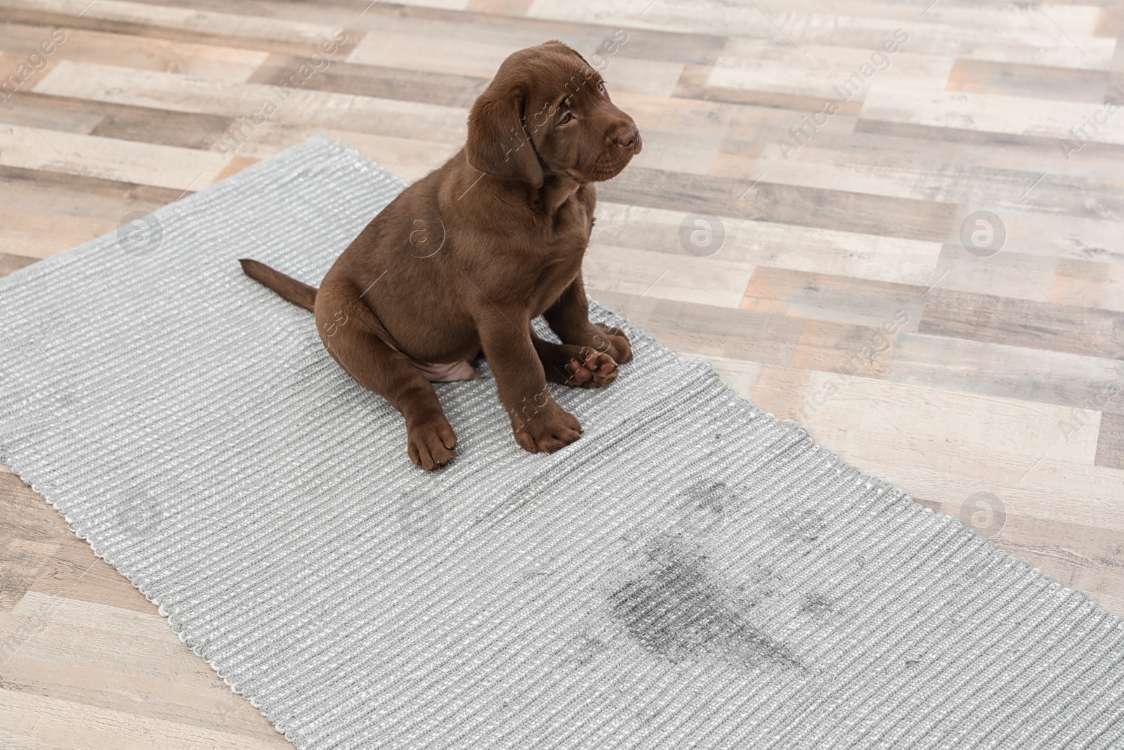 Photo of Chocolate Labrador Retriever puppy and wet spot on carpet