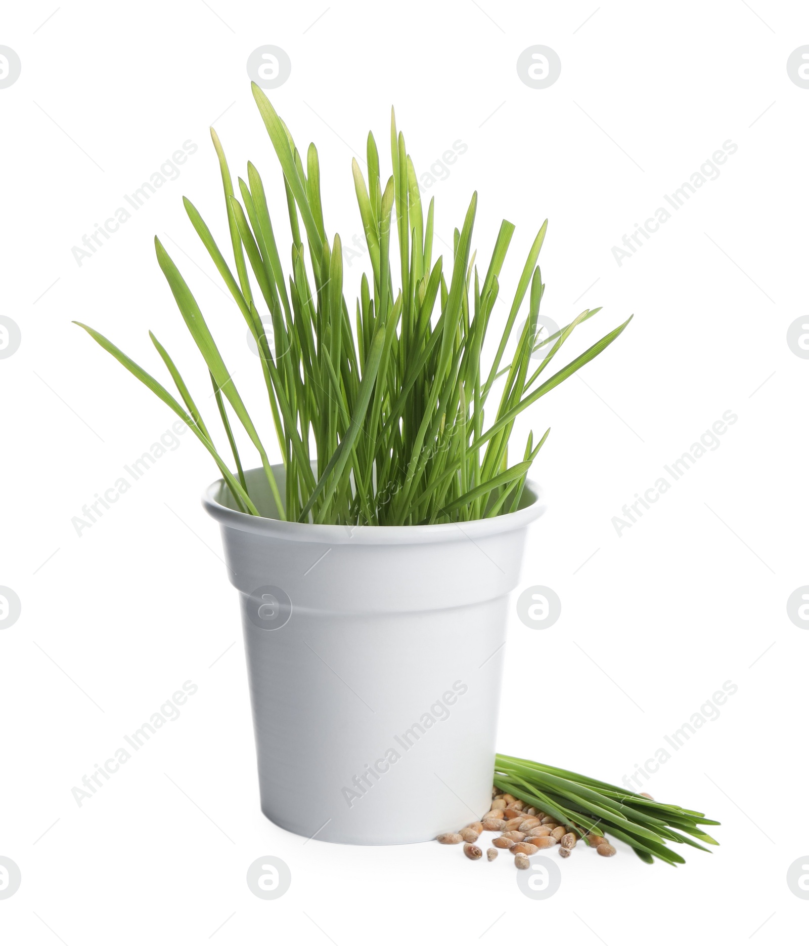 Photo of Fresh wheat grass in pot, sprouts and seeds isolated on white