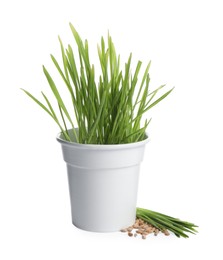 Photo of Fresh wheat grass in pot, sprouts and seeds isolated on white