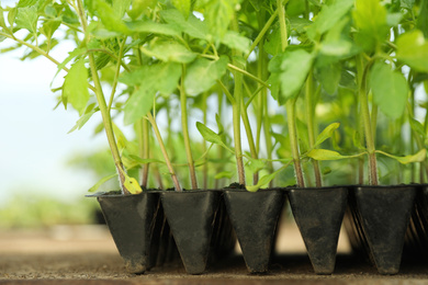 Photo of Many green tomato plants in seedling tray on table, closeup