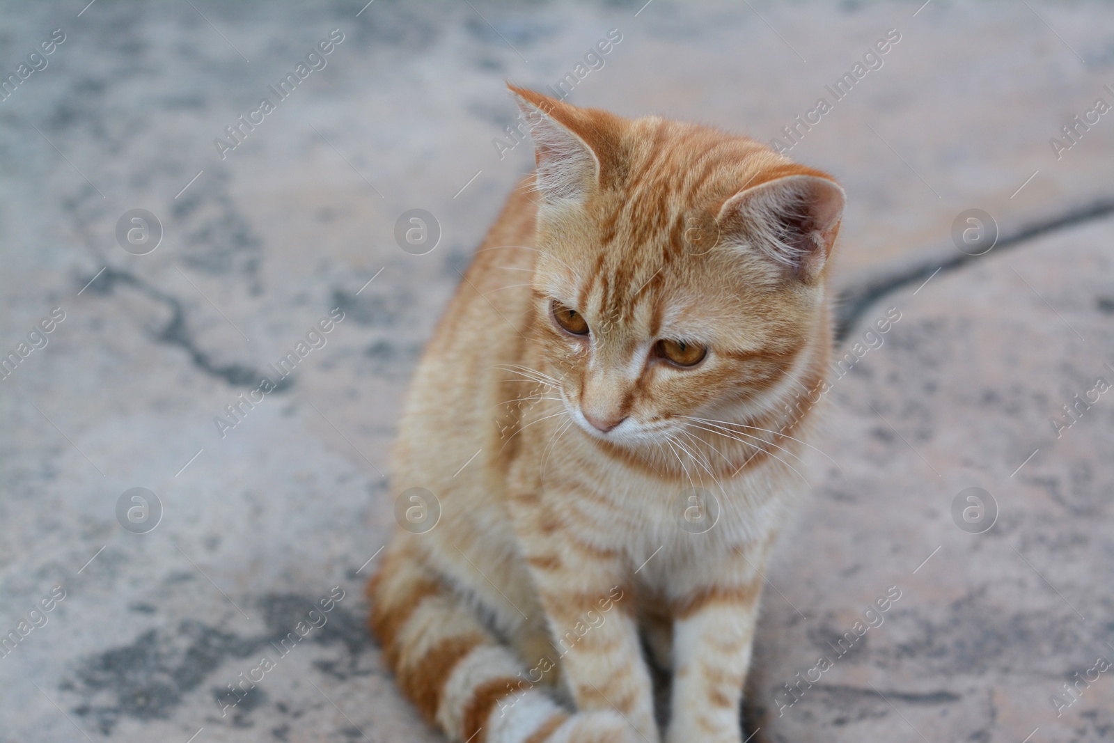 Photo of Lonely stray cat on stone surface outdoors, closeup. Homeless pet