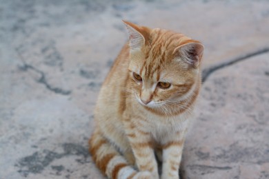 Photo of Lonely stray cat on stone surface outdoors, closeup. Homeless pet