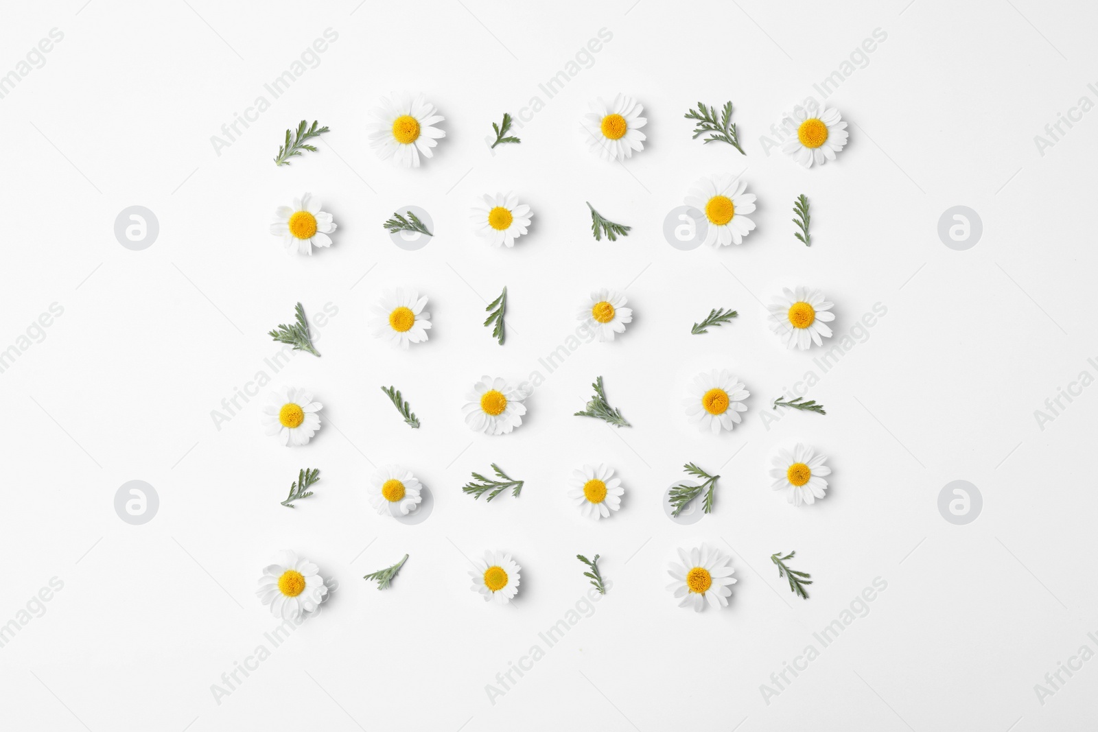 Photo of Flat lay composition with fresh chamomiles on white background