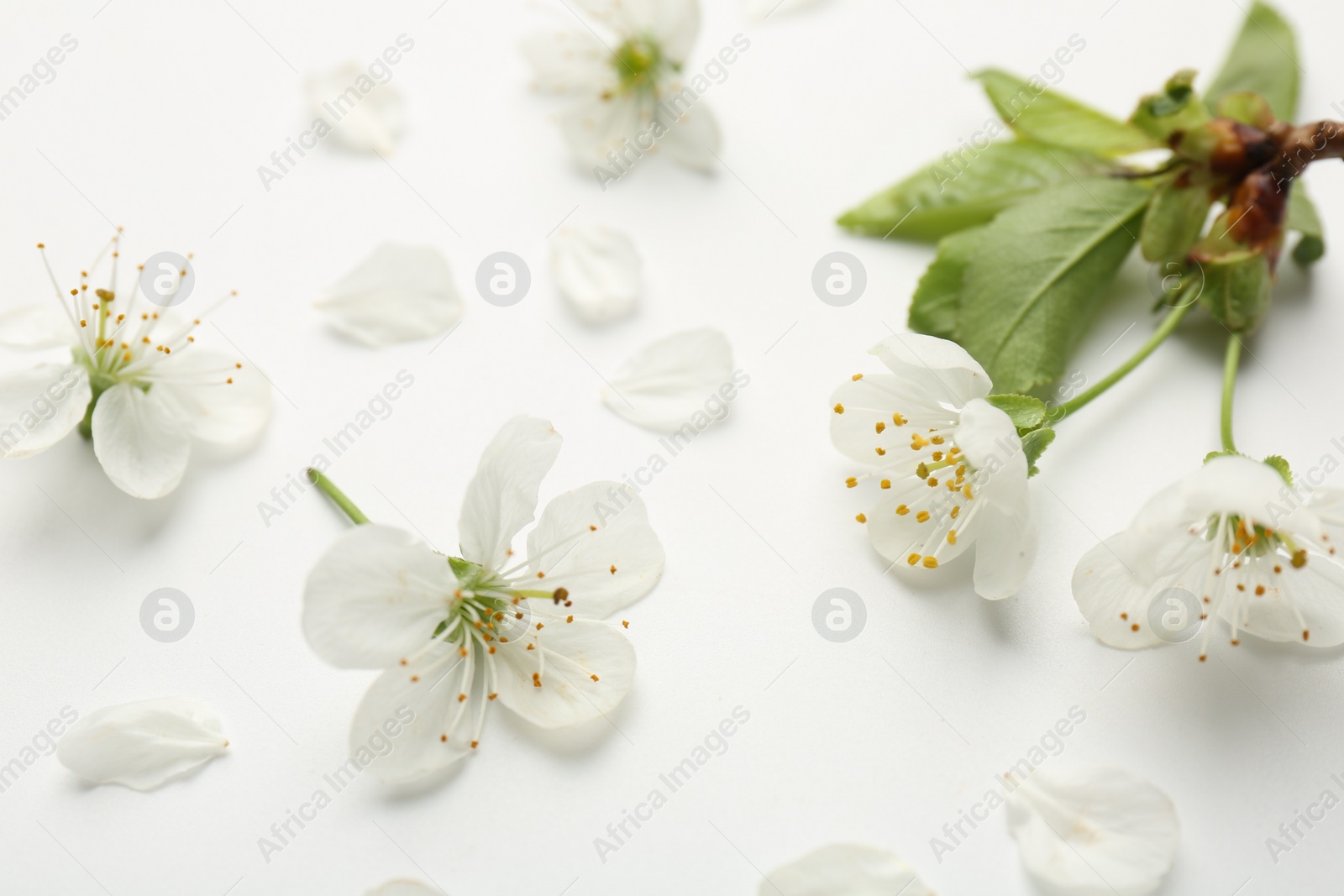 Photo of Beautiful spring tree blossoms and petals on white background, closeup