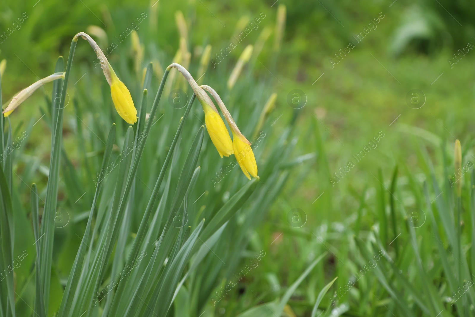 Photo of Beautiful unopened daffodils outdoors on spring day, closeup. Space for text