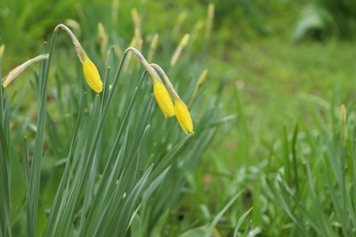 Beautiful unopened daffodils outdoors on spring day, closeup. Space for text