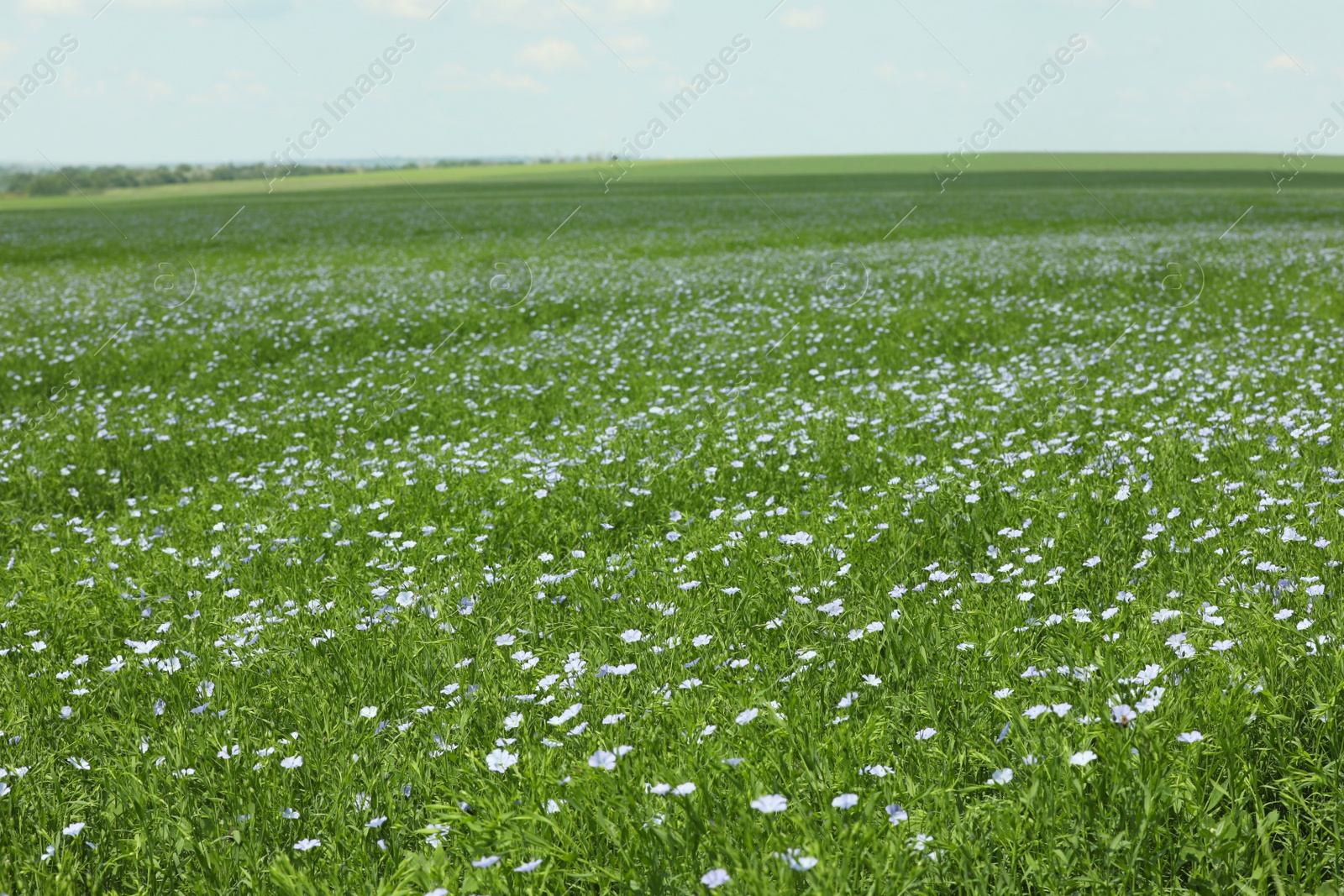 Photo of Picturesque view of beautiful blooming flax field