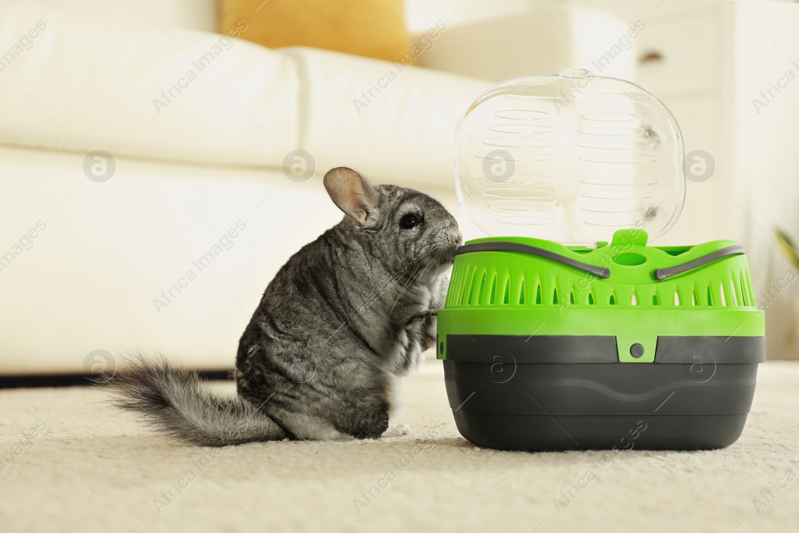 Photo of Cute grey chinchilla near carrier in room