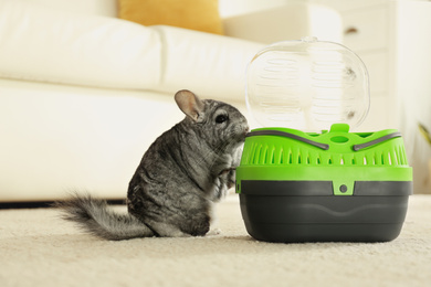 Photo of Cute grey chinchilla near carrier in room