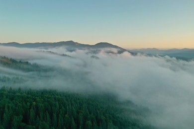 Aerial view of beautiful mountains and conifer trees on foggy morning