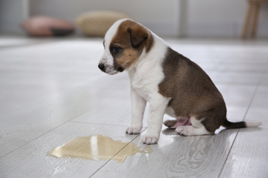 Photo of Adorable puppy near puddle on floor indoors