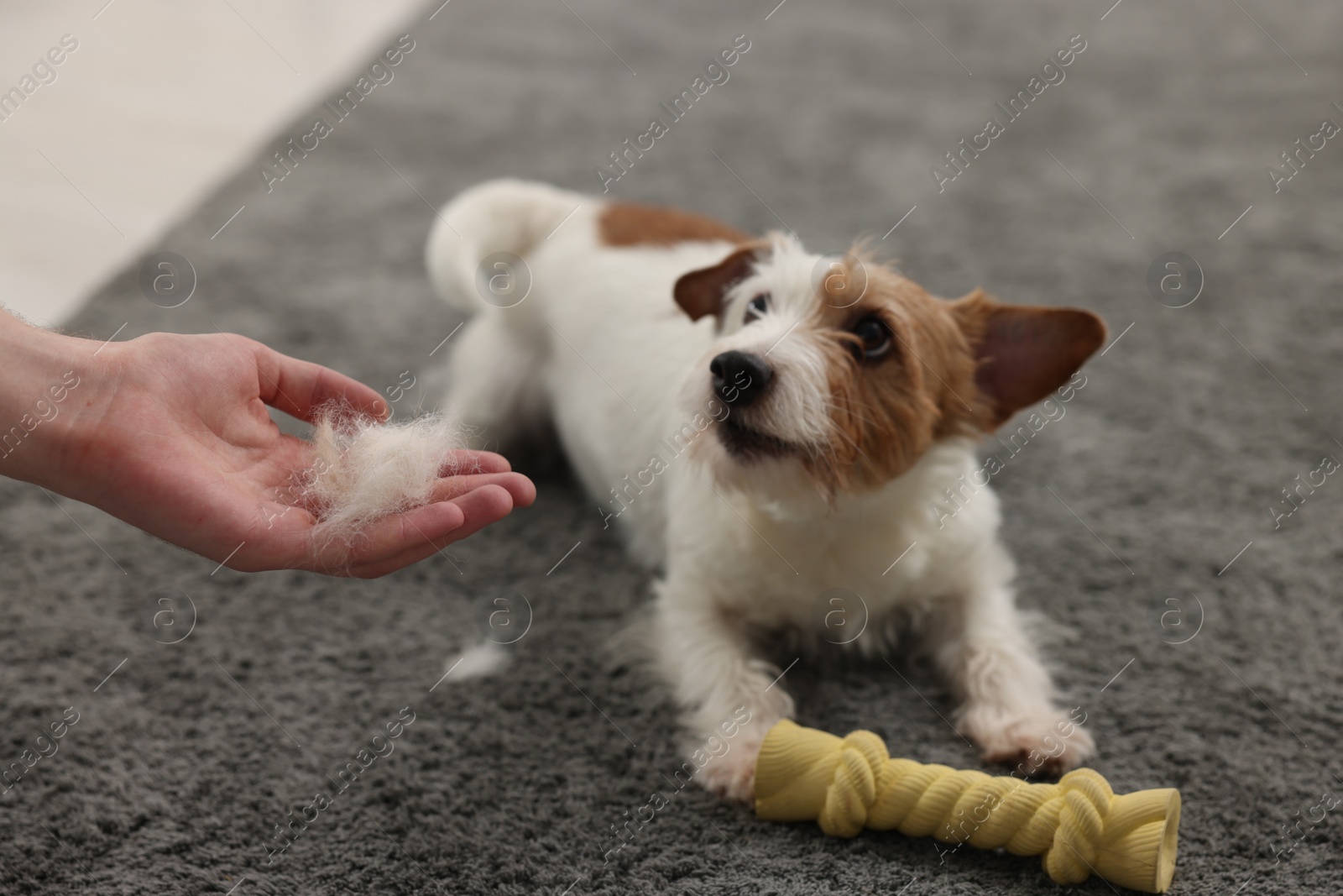 Photo of Pet shedding. Man showing pile of dog's hair to cute Jack Russell Terrier at home, closeup