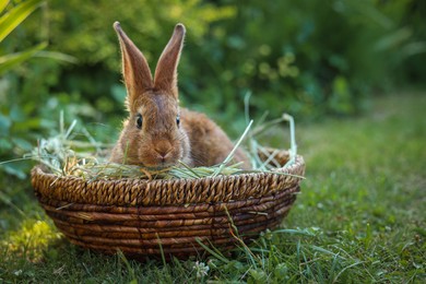 Photo of Cute fluffy rabbit in wicker bowl with dry grass outdoors. Space for text