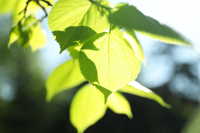 Photo of Tree branches with green leaves on sunny day