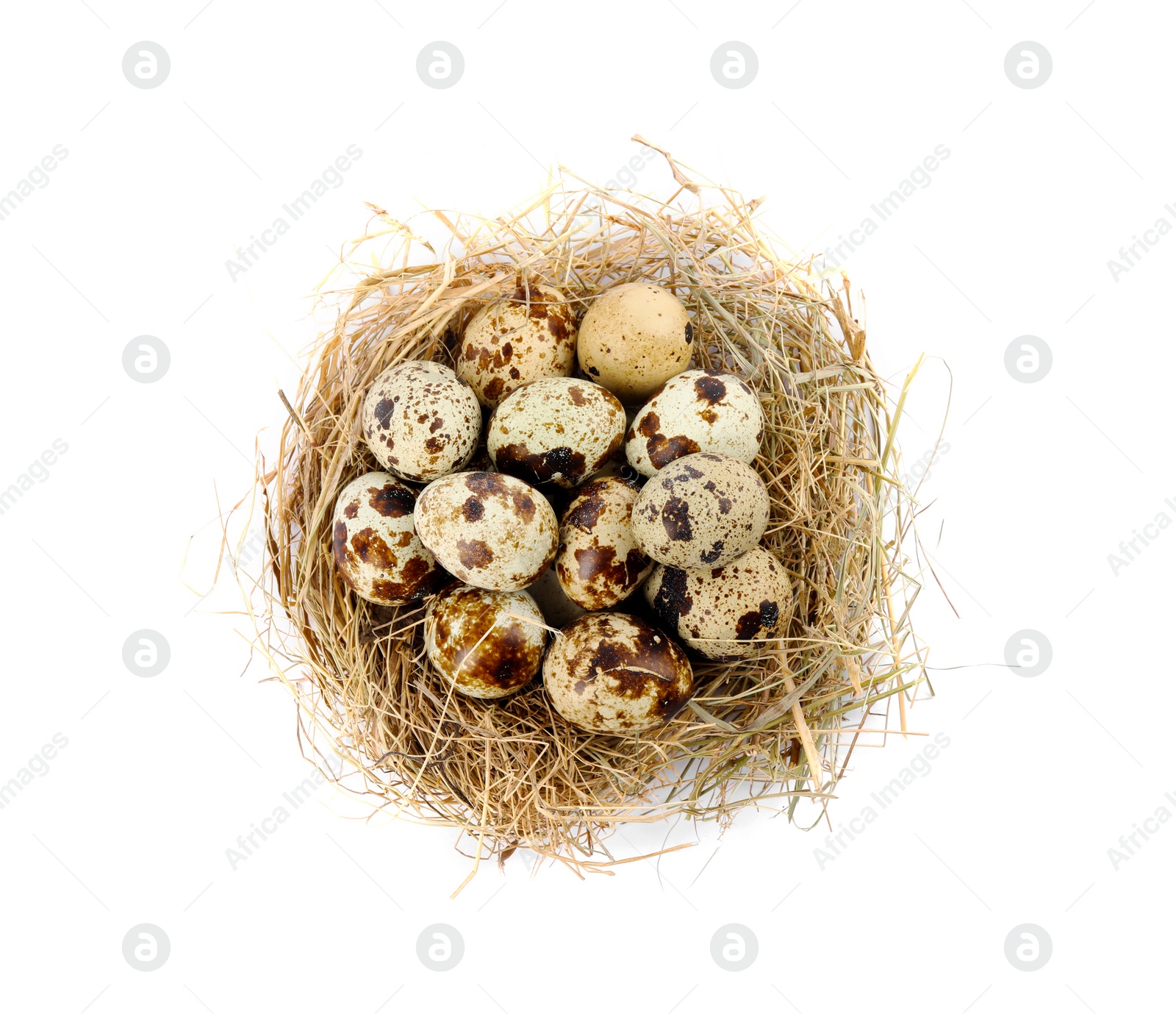 Photo of Nest with quail eggs isolated on white, top view