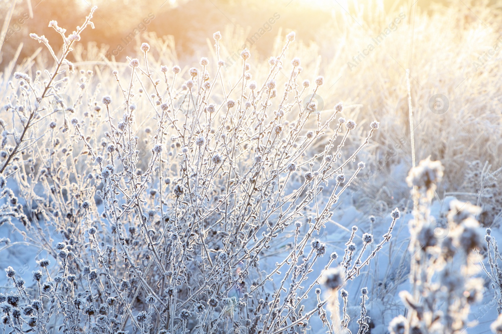 Photo of Dry plants covered with hoarfrost outdoors on winter morning