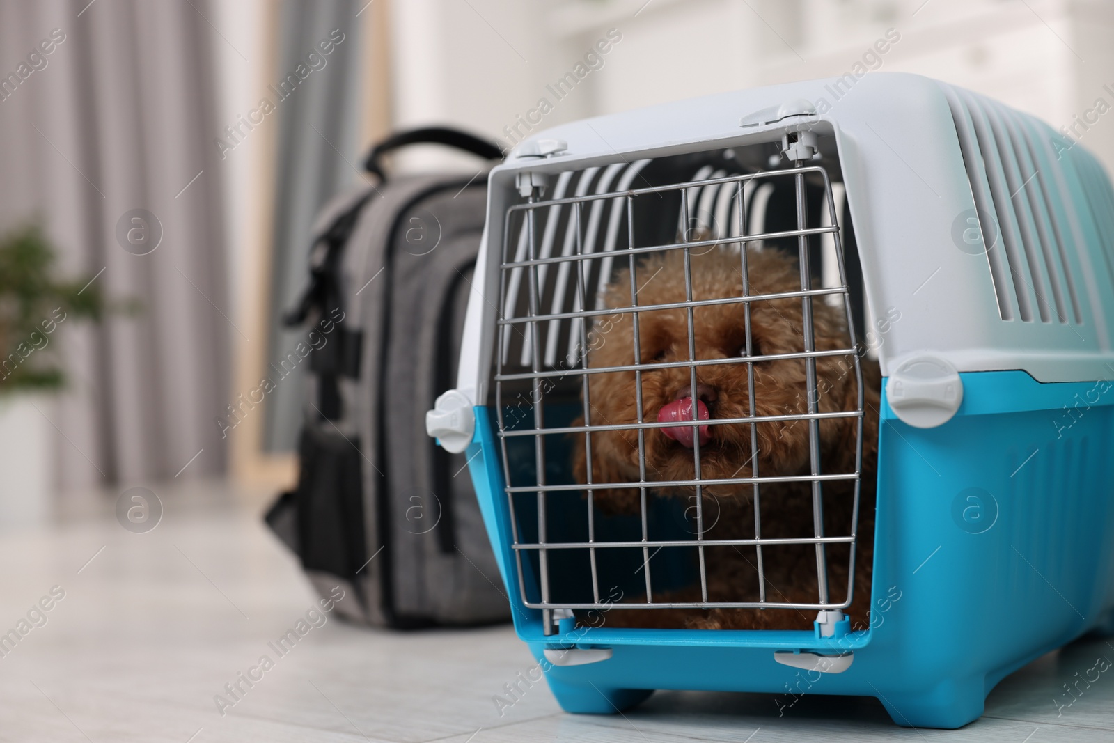 Photo of Travel with pet. Cute dog in carrier on floor indoors, space for text