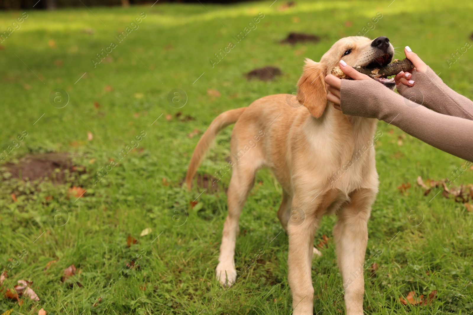 Photo of Woman playing with adorable Labrador Retriever puppy on green grass in park, closeup. Space for text