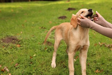 Woman playing with adorable Labrador Retriever puppy on green grass in park, closeup. Space for text