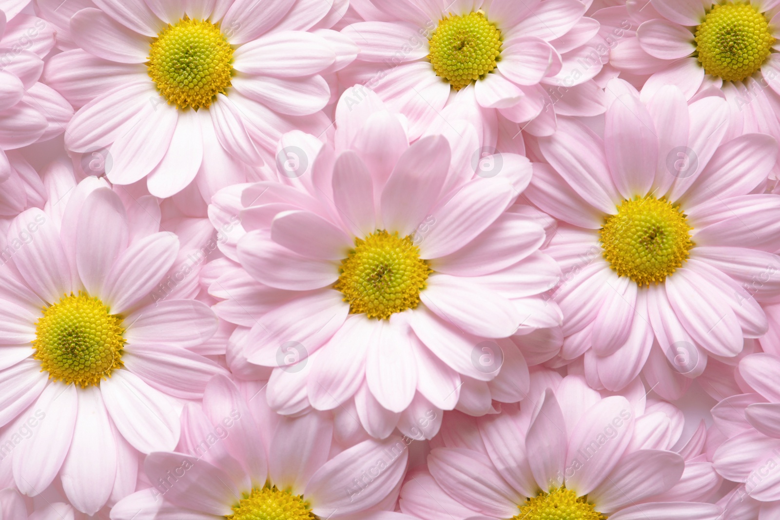 Photo of Beautiful chamomile flowers as background, top view