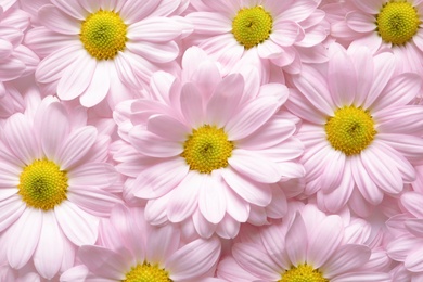 Photo of Beautiful chamomile flowers as background, top view