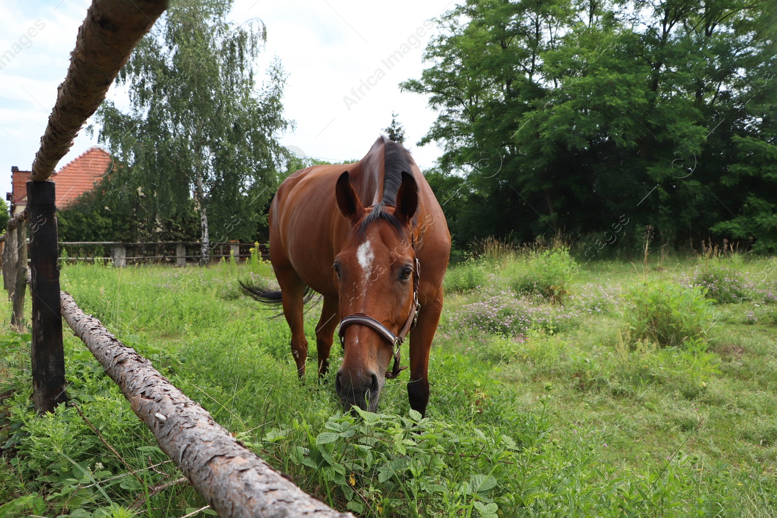 Photo of Beautiful horse grazing on green grass in paddock outdoors