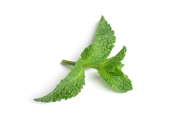 Fresh green mint leaves on white background