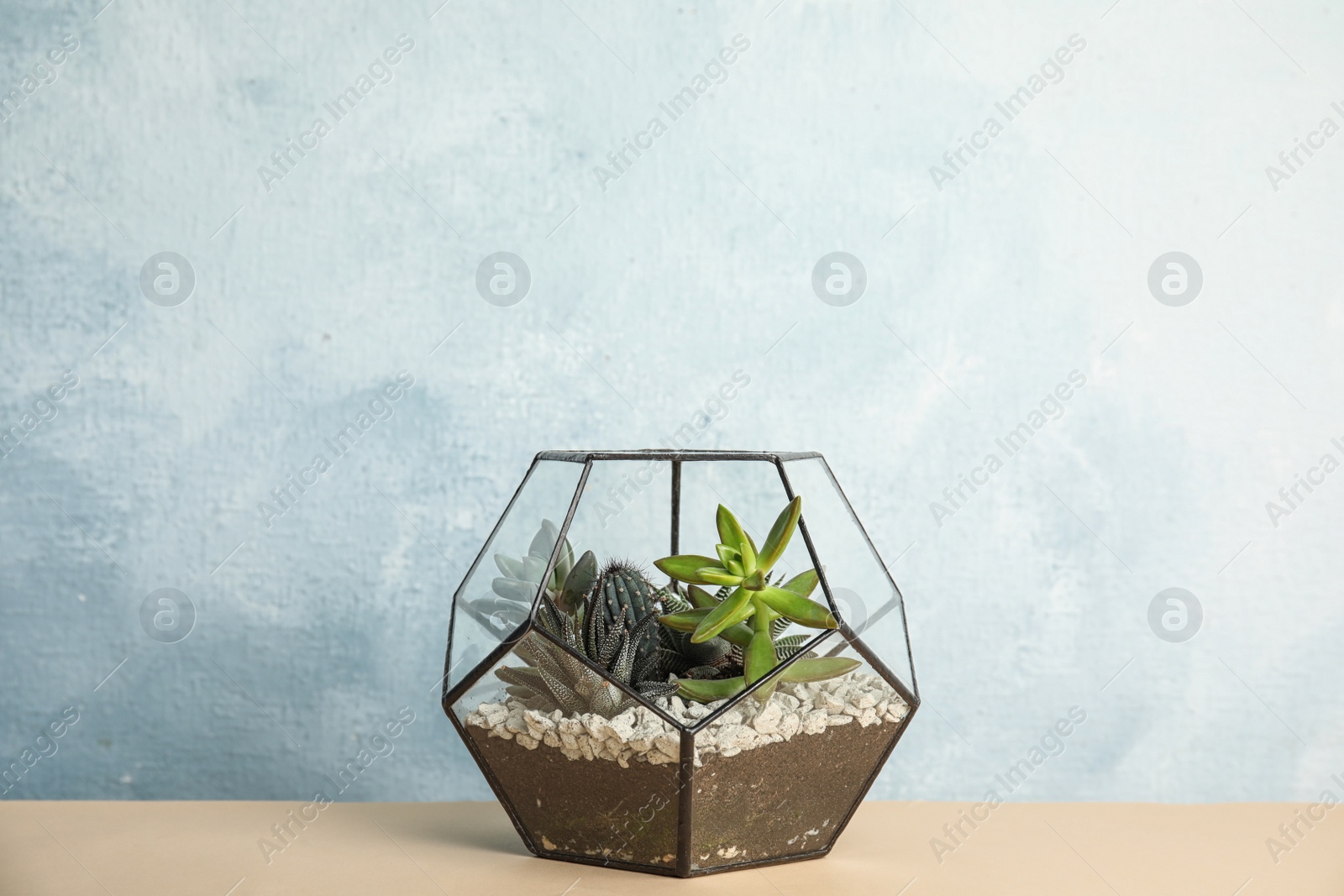 Photo of Glass florarium with different succulents on color background, space for text