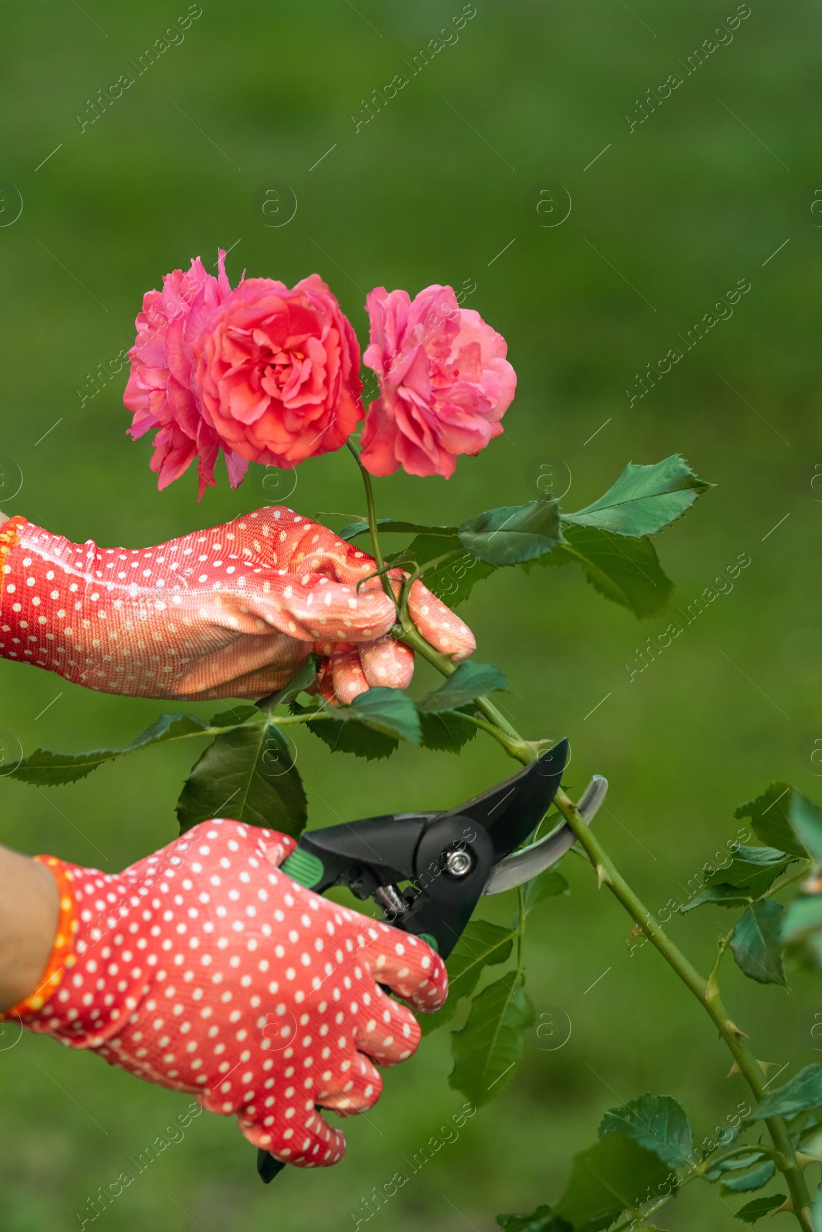 Photo of Woman in gardening gloves pruning rose bush with secateurs outdoors, closeup