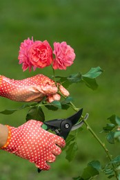 Woman in gardening gloves pruning rose bush with secateurs outdoors, closeup