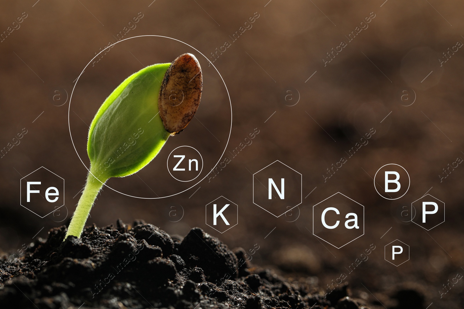 Image of Mineral fertilizer. Young seedling growing in soil, closeup