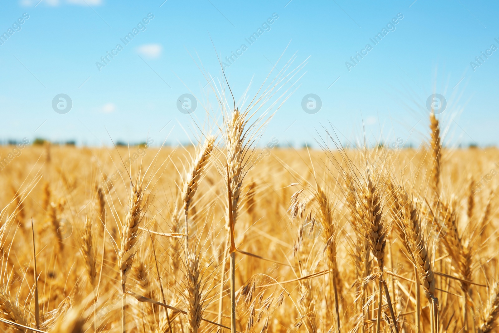 Photo of Wheat field on sunny day. Cereal farming