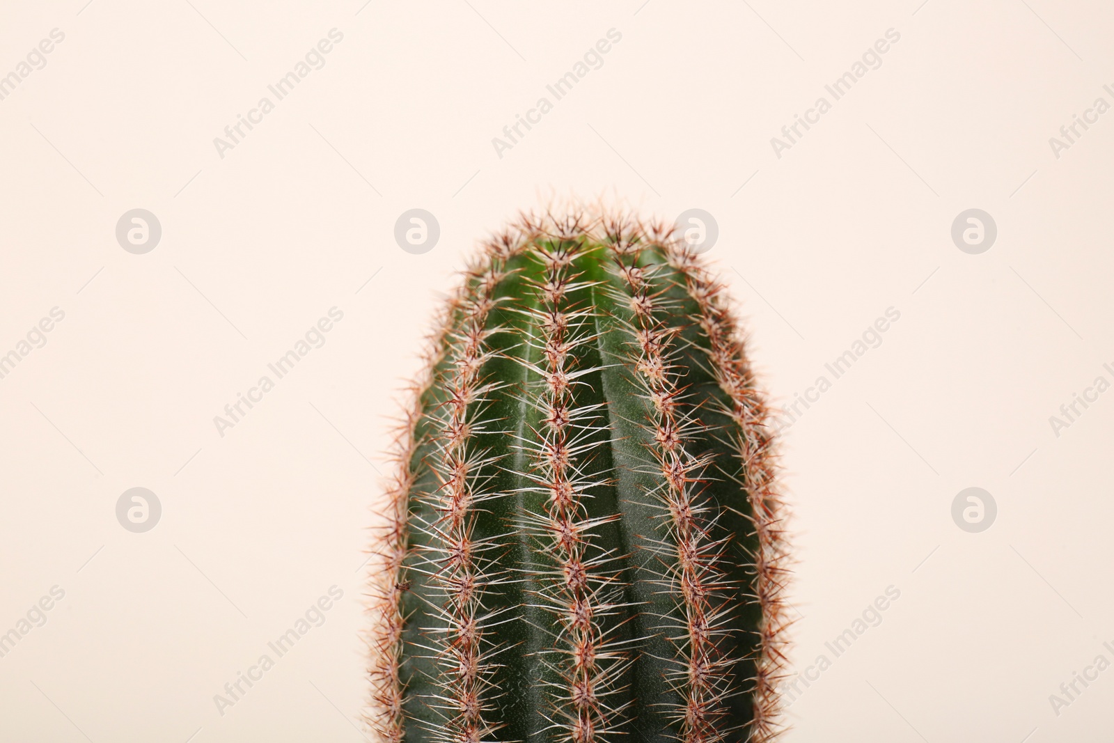 Photo of Beautiful green cactus on white background, closeup. Tropical plant