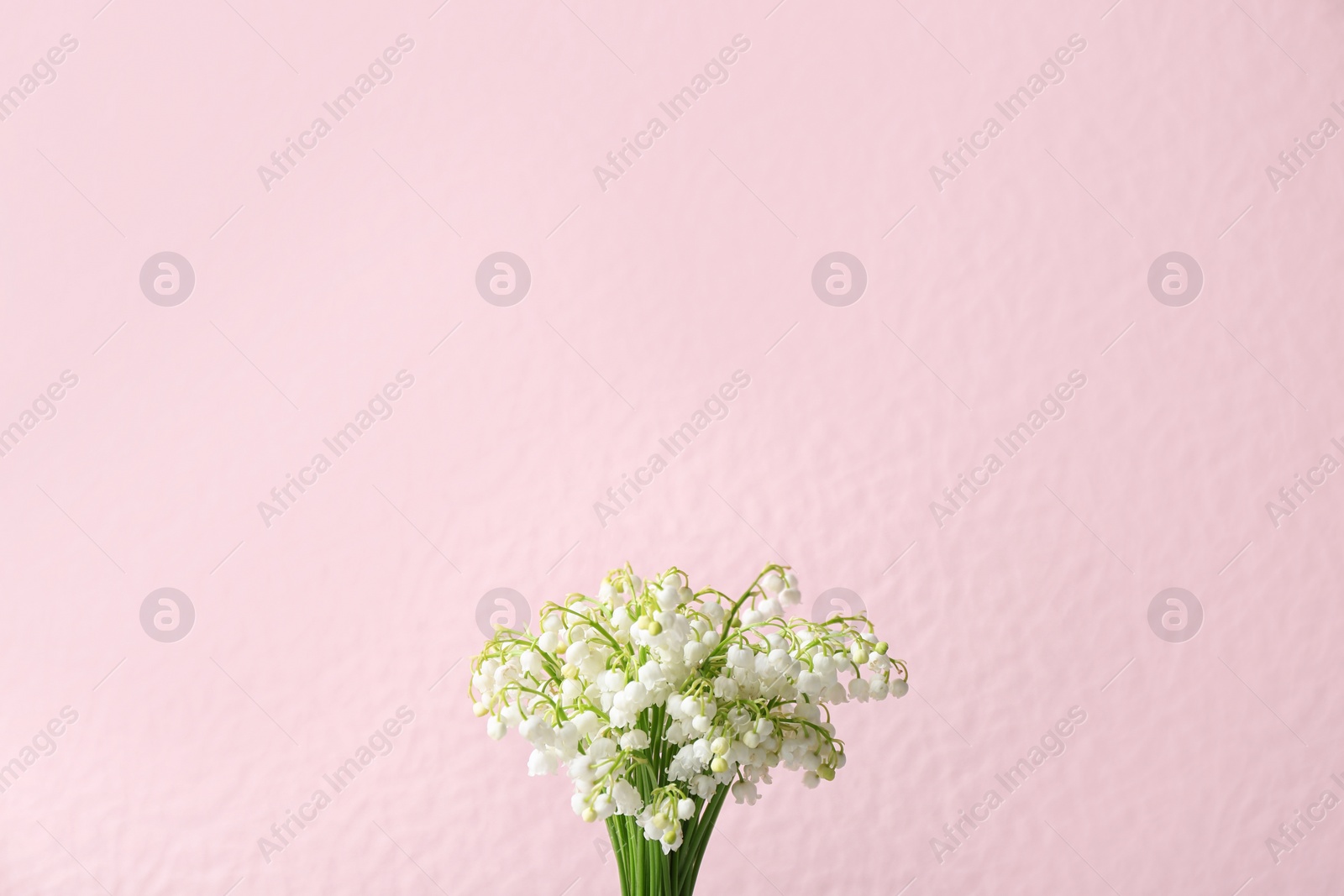 Photo of Beautiful lily of the valley flowers on color background, space for text