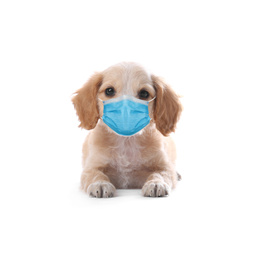 Image of Cute English Cocker Spaniel puppy in medical mask on white background. Virus protection for animal