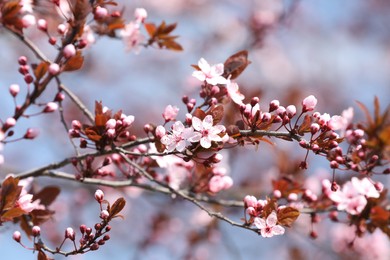 Photo of Beautiful spring pink blossoms on tree branches against blurred background, closeup
