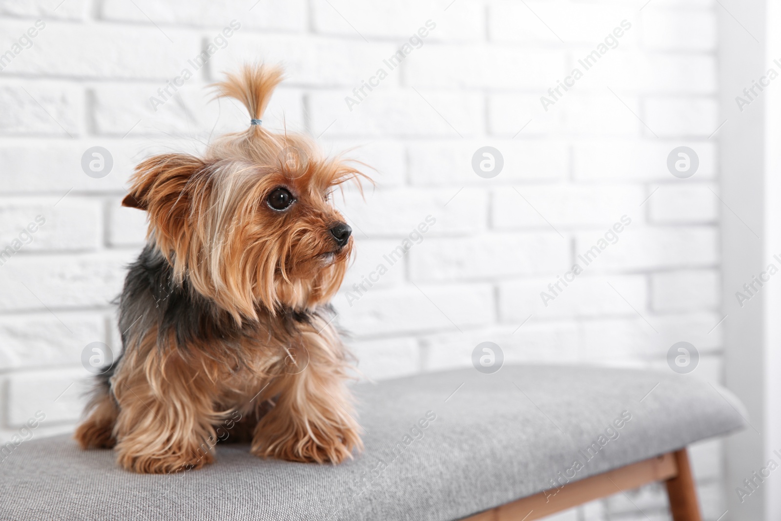 Photo of Yorkshire terrier on bench against brick wall, space for text. Happy dog
