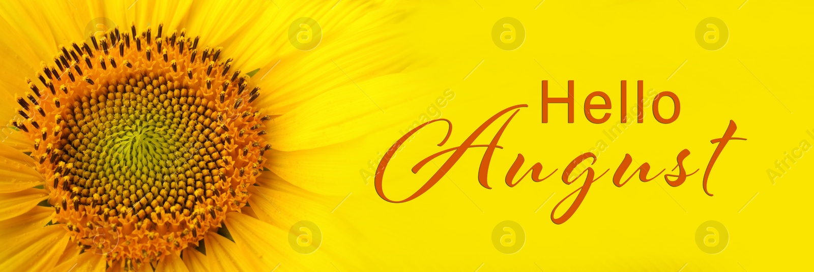 Image of Hello August. Beautiful bright sunflower on yellow background, closeup