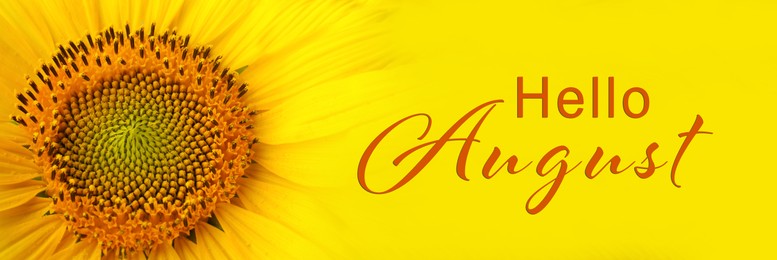 Hello August. Beautiful bright sunflower on yellow background, closeup