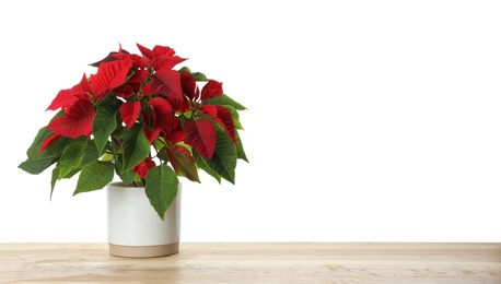 Red Poinsettia in pot on wooden table, space for text. Christmas traditional flower