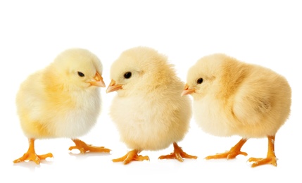 Image of Three cute fluffy chickens on white background
