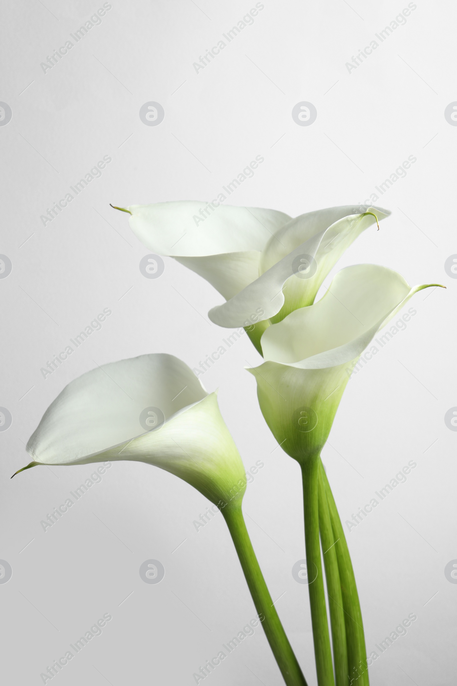 Photo of Beautiful calla lily flowers on white background