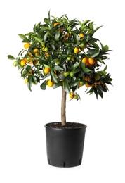 Kumquat tree with ripening fruits in flowerpot isolated on white