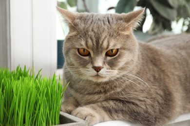 Photo of Cute cat near fresh green grass on windowsill indoors