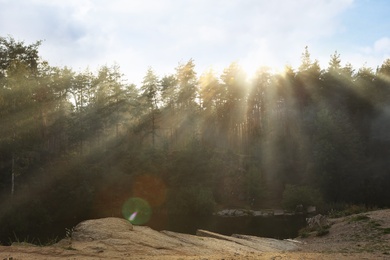 Picturesque view of sunny forest. Camping season