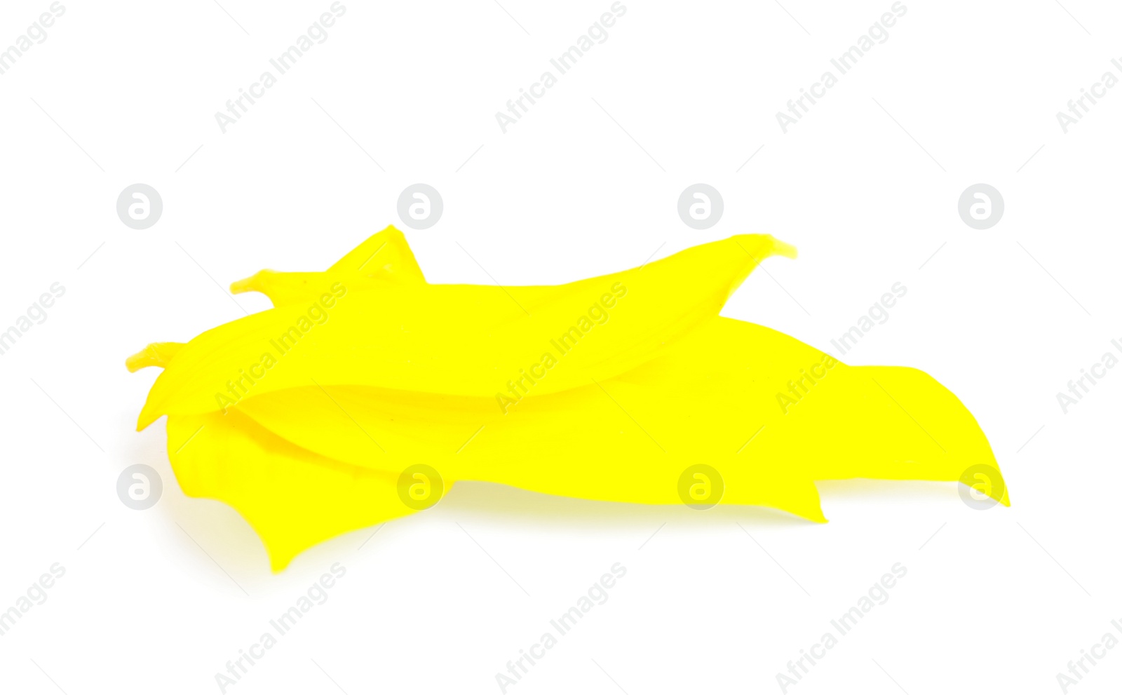 Photo of Fresh yellow sunflower petals isolated on white