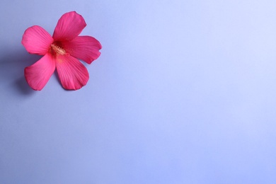 Photo of Beautiful tropical Hibiscus flower on color background with space for design, top view